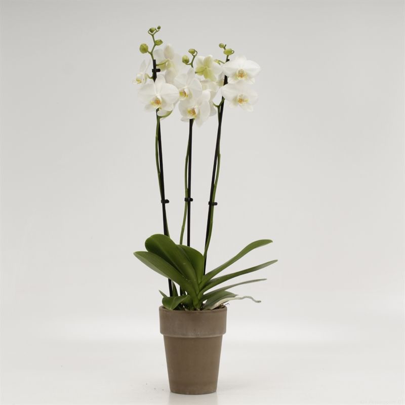 Phalaenopsis overig wit 3 tak wit in Megane grijs pot 13cm, D 13