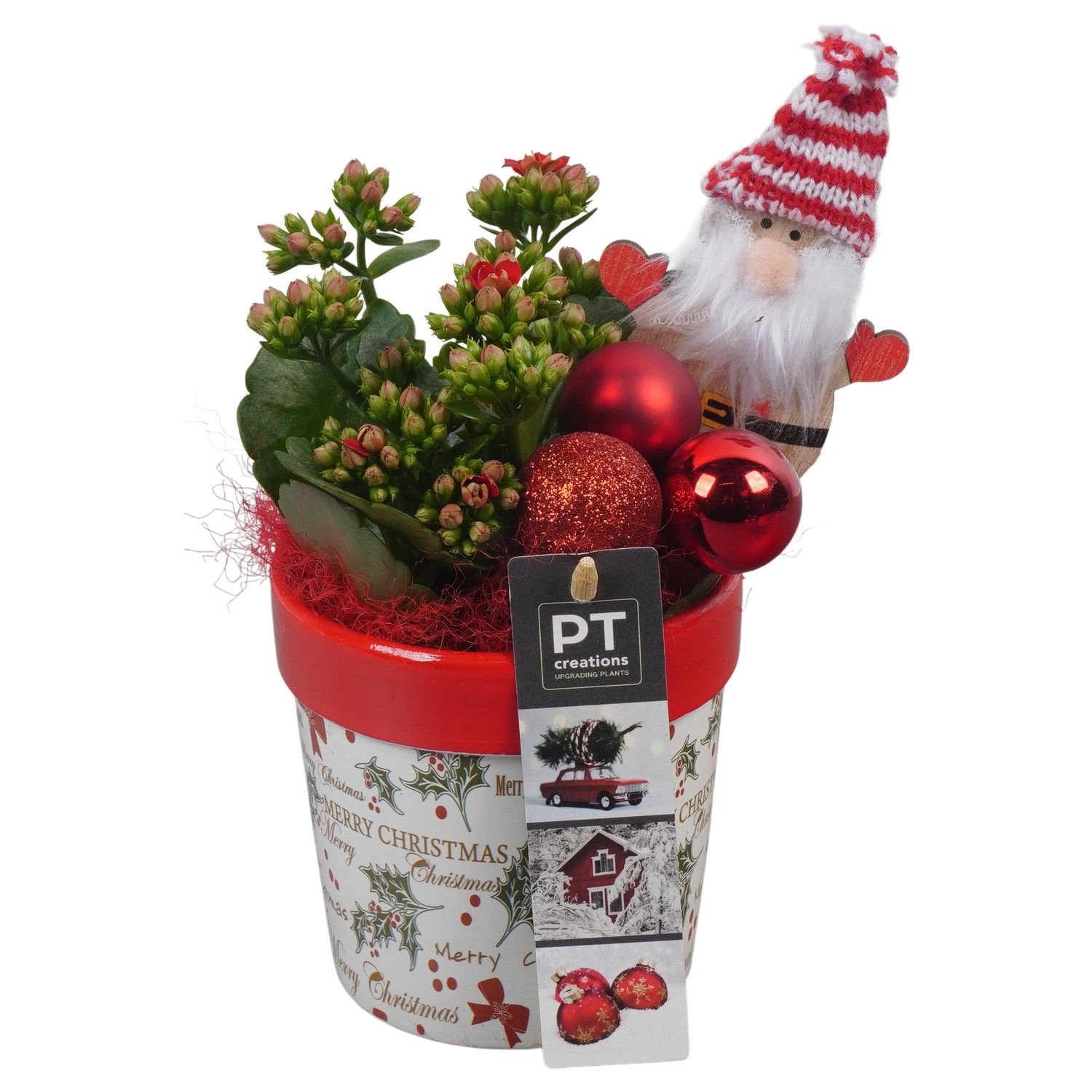PTCHR7291 Arrangement Christmas Red in keramiek pot, D 10 cm