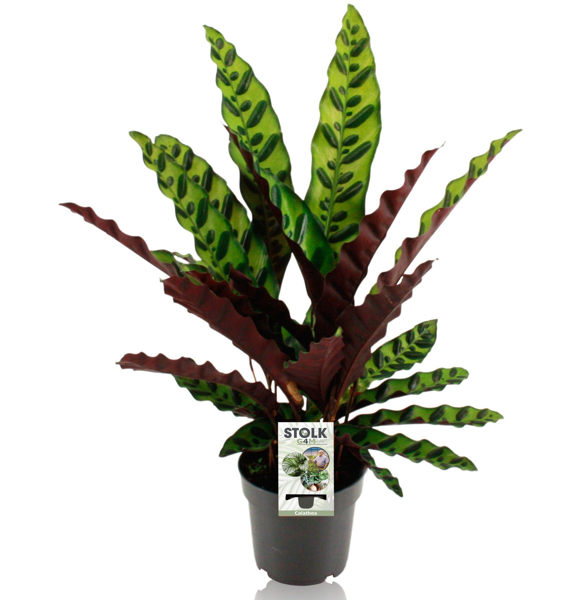 Calathea 14cm 'Lancifolia Insignis', D 14
