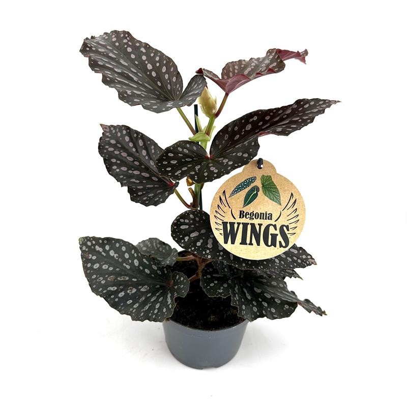 BEGONIA MACULATA H1614 Beg.MomoMayu Wing, D 12 cm
