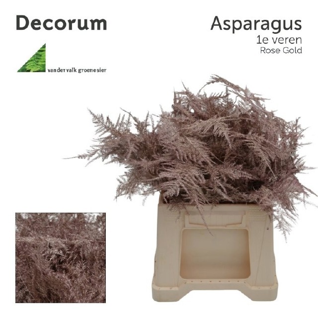 Аспарагус Овериг Крашеный (краш. ) 45, шт.