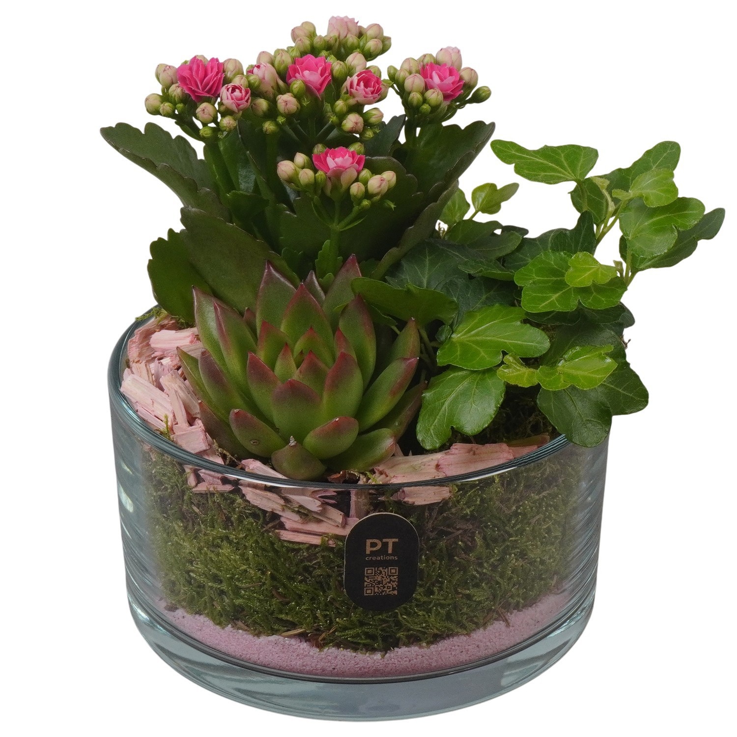 PTIG2603 Arrangement Indoor in glas schaal, D 14