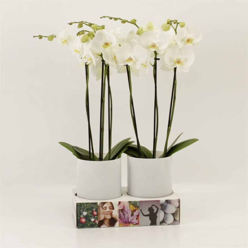 Phalaenopsis overig wit 3 tak wit in glasvaas Emilia wit, D 12