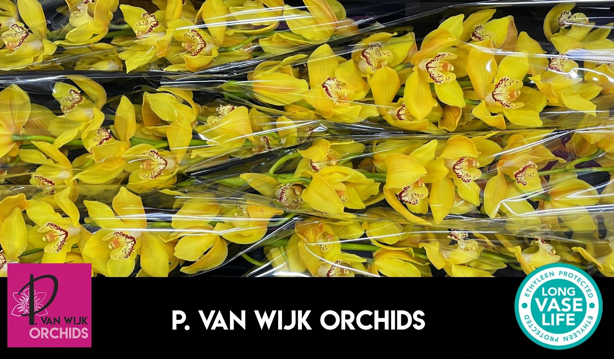 Цимбидиум Дэй Дрим x6 80, шт.