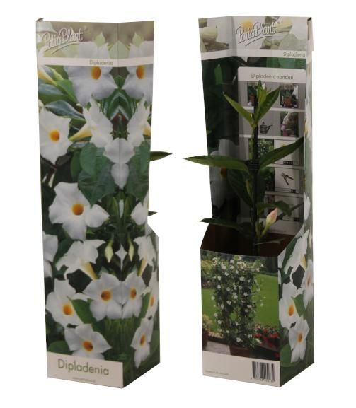 Dipladenia wit, D 10,5