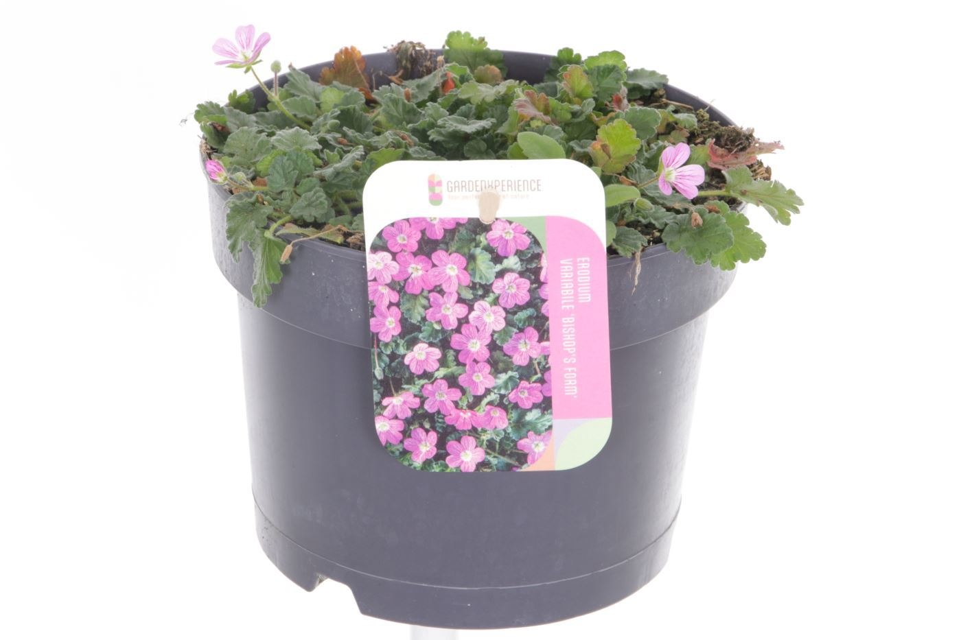 Erodium var. Bishop's Form, D 17