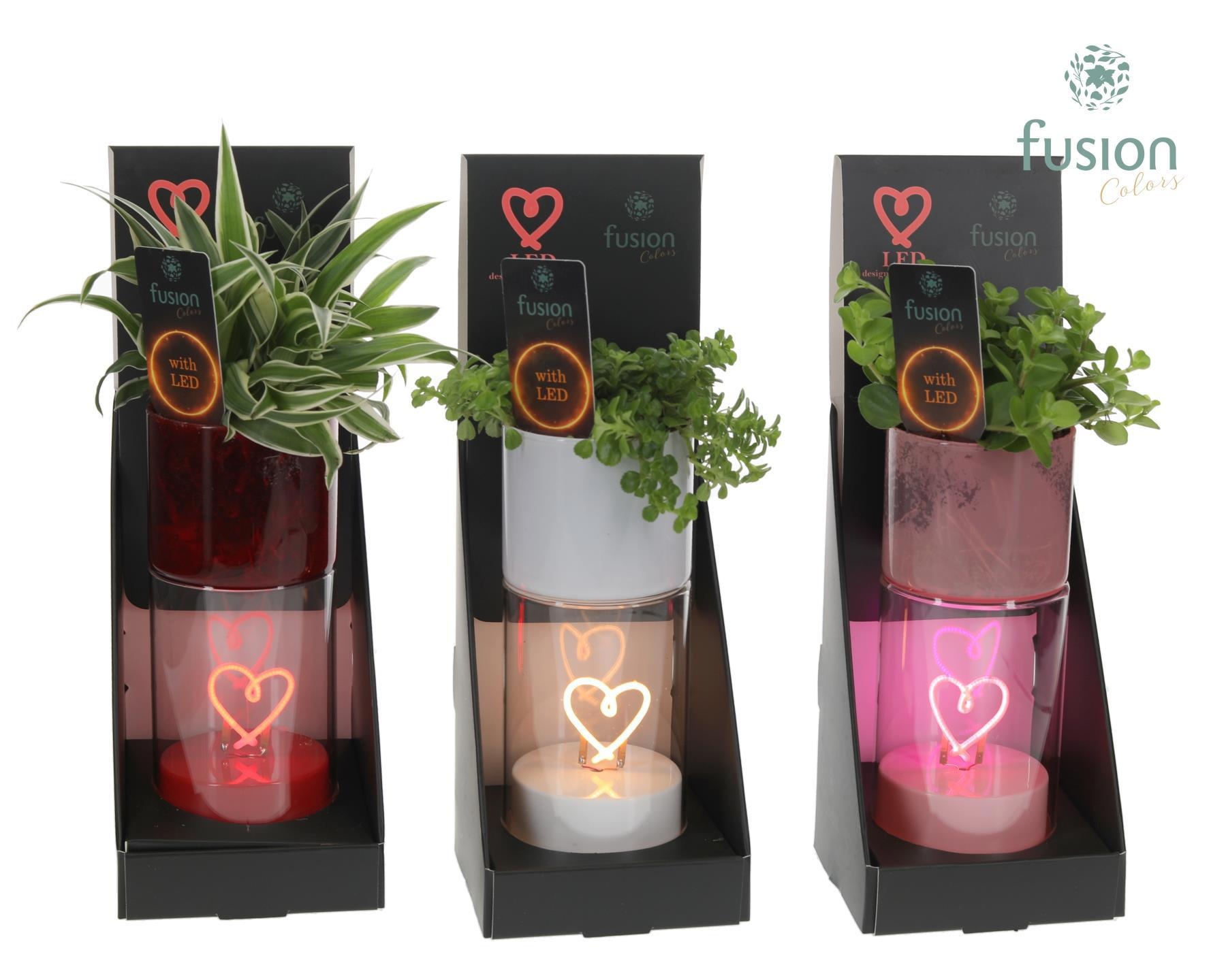 LEDhartlicht planter met Groenen planten, D 7
