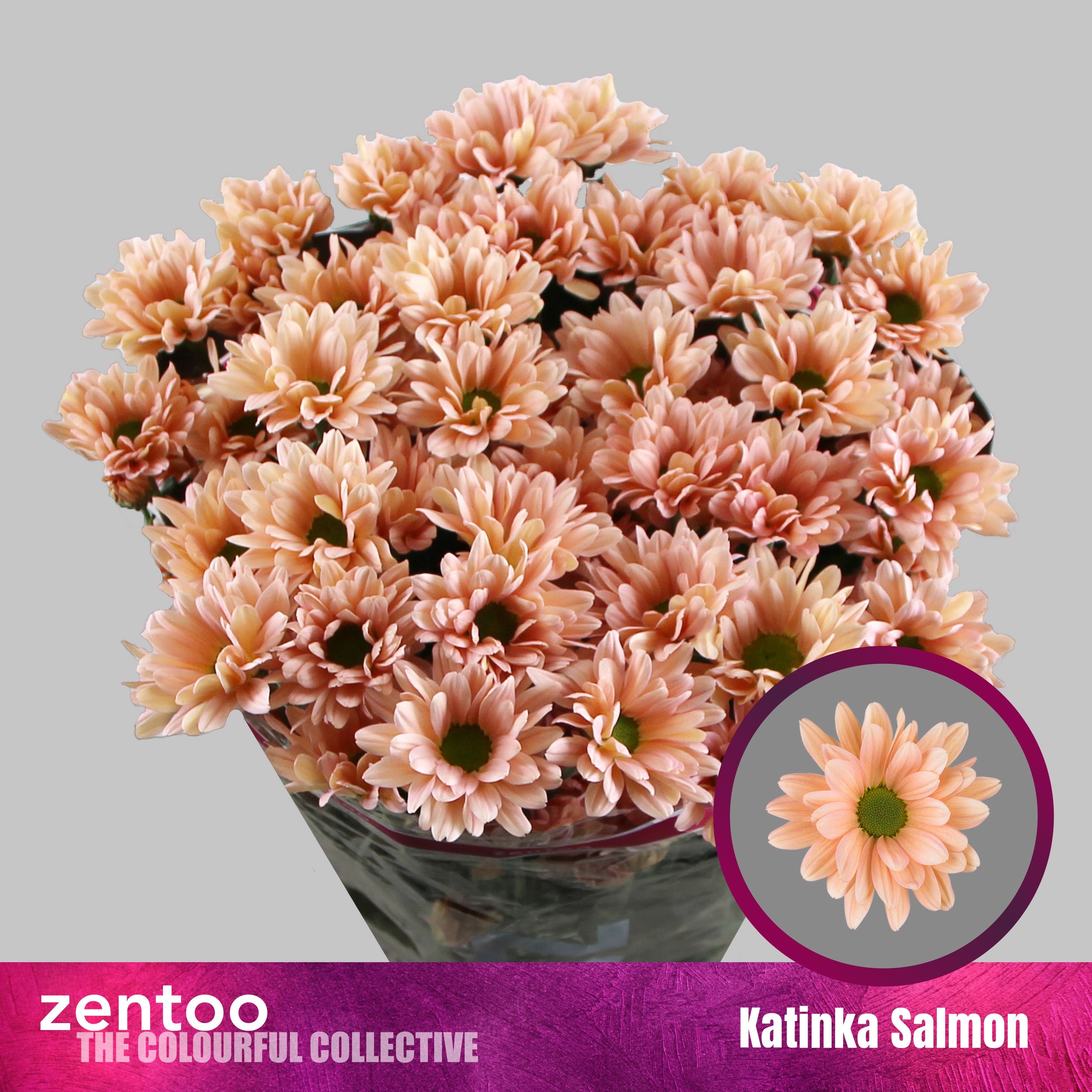 Хризантема куст. Катинка Салмон 70 (сальм.), шт. Хризантема куст. Катинка Салмон 70 (сальм.), шт.