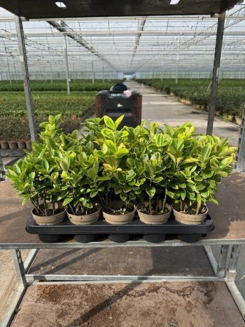 641 LDW : Pot 11 cm Euonymus Aurea, D 11