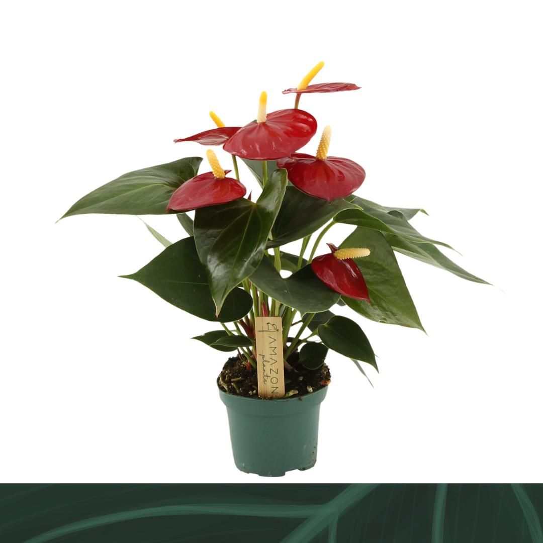 Anthurium Aroha 9cm, D 9