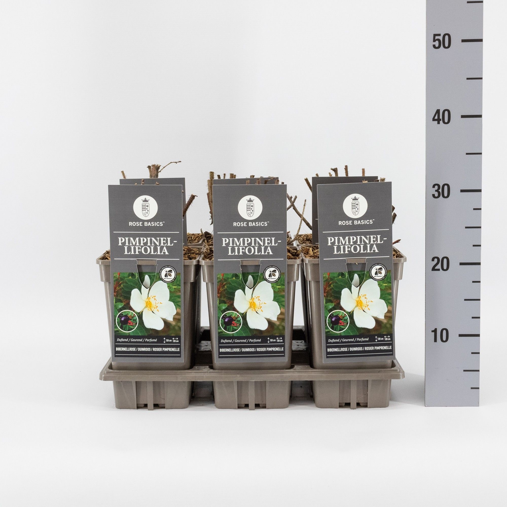 Rosa pimpinellifolia, C3, D 17 cm