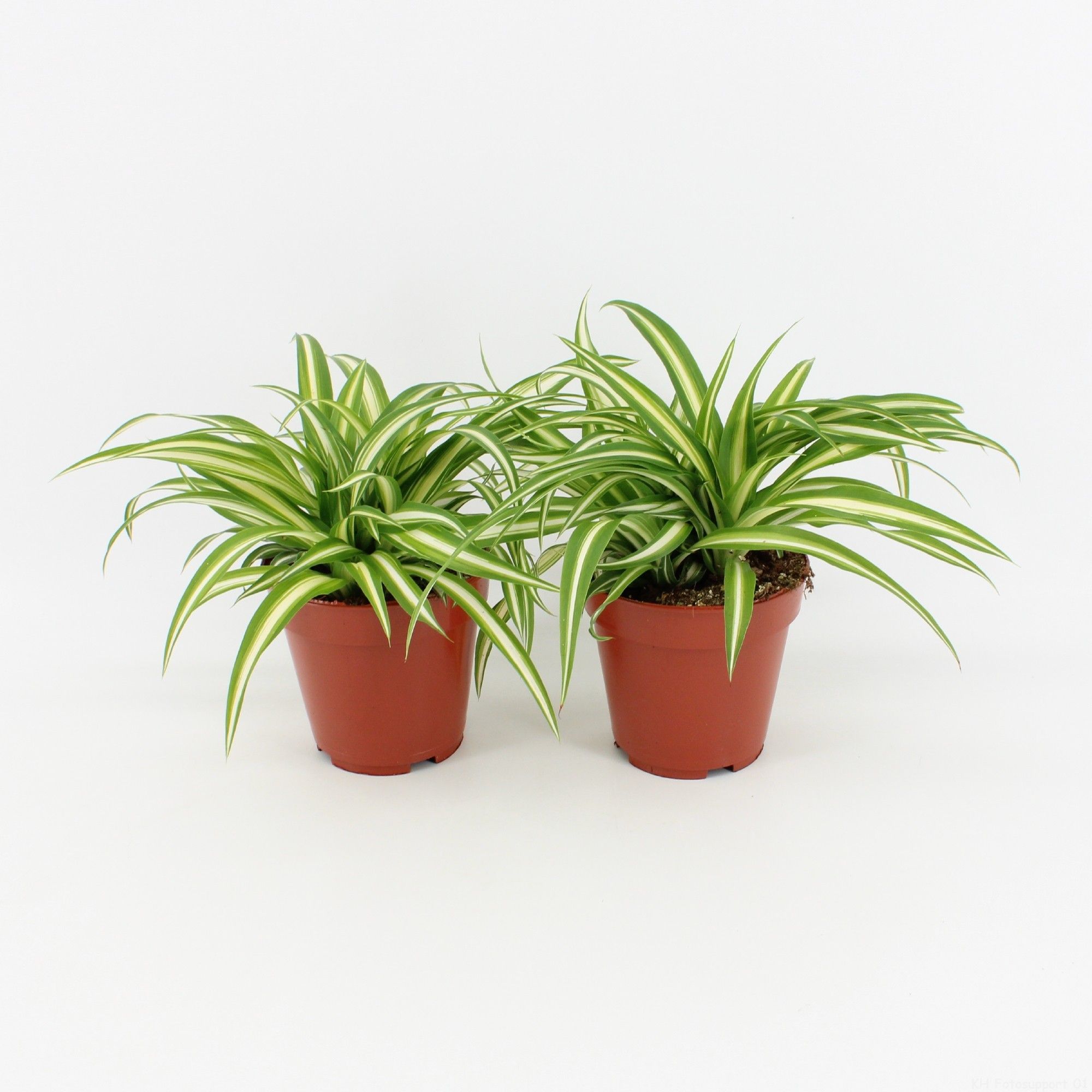 Chlorophytum comosum Variegatum, D 12