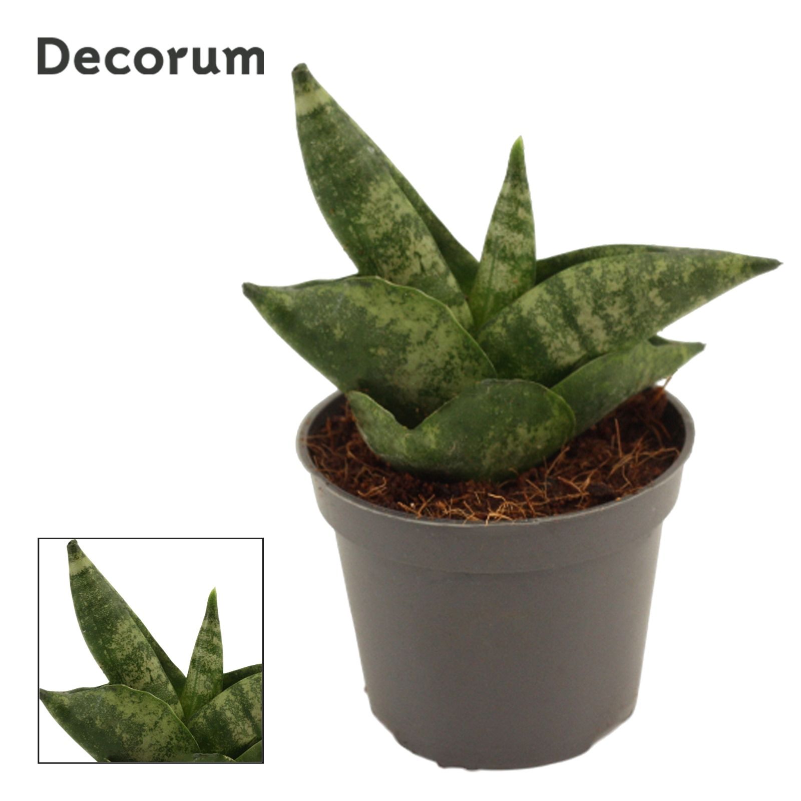 Sansevieria Boncellensis 6 cm (Decorum), D 6 cm Sansevieria Boncellensis 6 cm (Decorum), D 6 cm