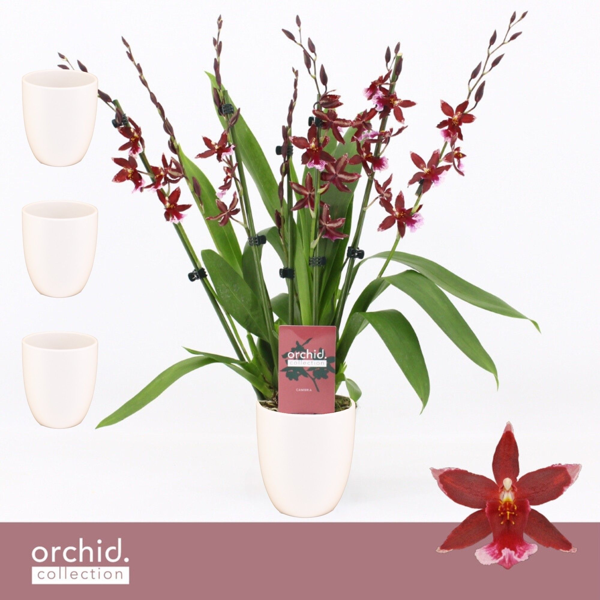Barrocco Red, 7+ spike Compact in Lotte White 'Orchid Collection', D 12