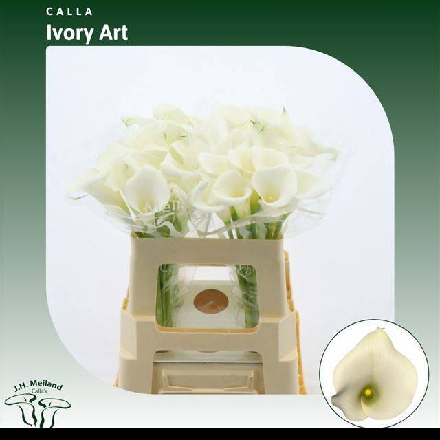 Калла Айвори Арт 55, шт.