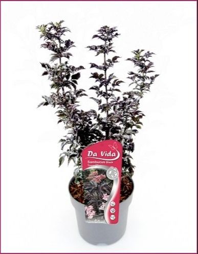 Sambucus Black tower, D 19