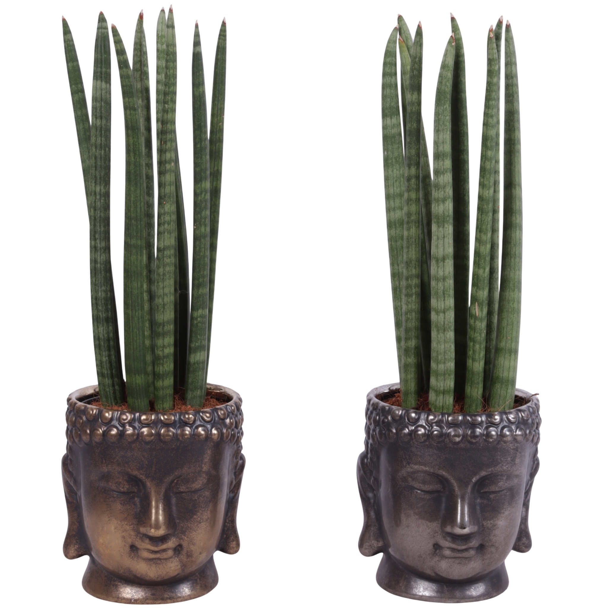 Sansevieria Cylindrica Straight 10 Leaf in Ceramic Buddha Ø15cm, D 15