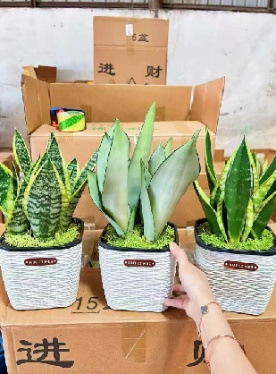 Сансевиерия Премиум еуропин-стйле пот виз три-колор снейк плант мини форест 四方盆 35