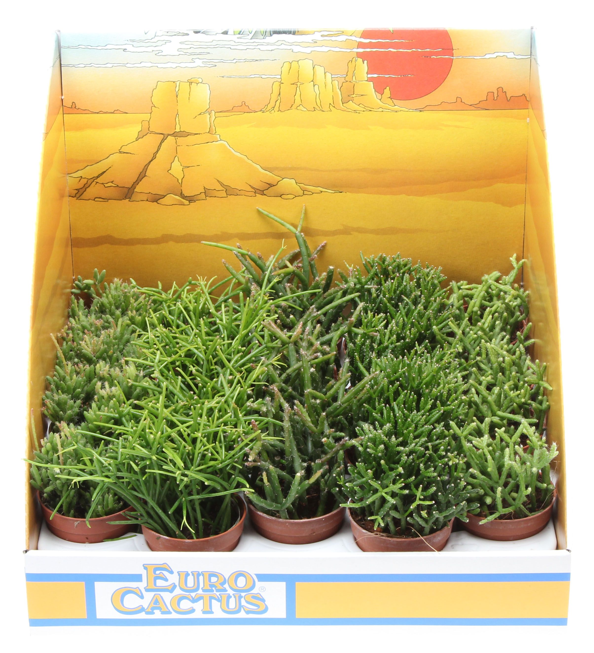 Rhipsalis mix in showdoos, D 5,5