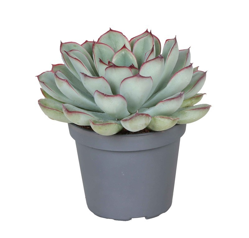 ECHEVERIA-HYBRID 'PULIDONIS', D 6