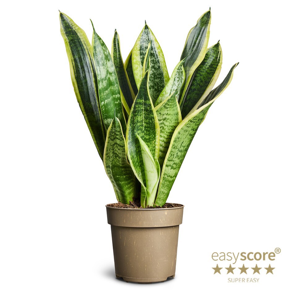 Sansevieria ´Superba´, D 14
