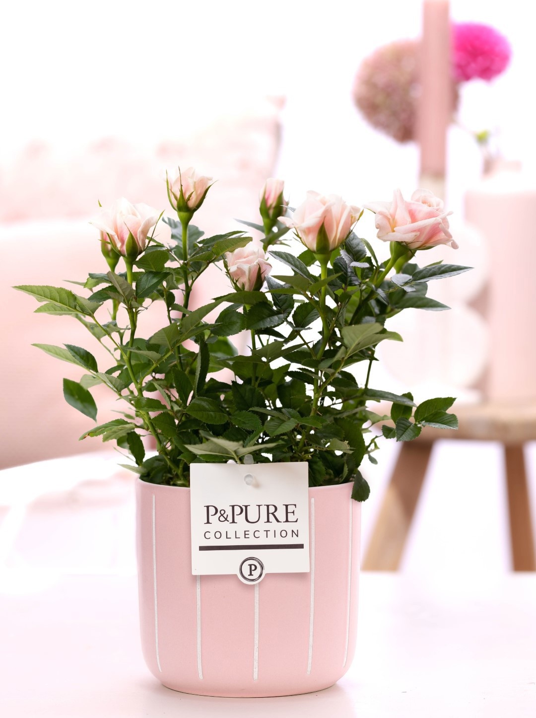 Rosa light pink in P&PURE Fleur ceramics pink, D 12