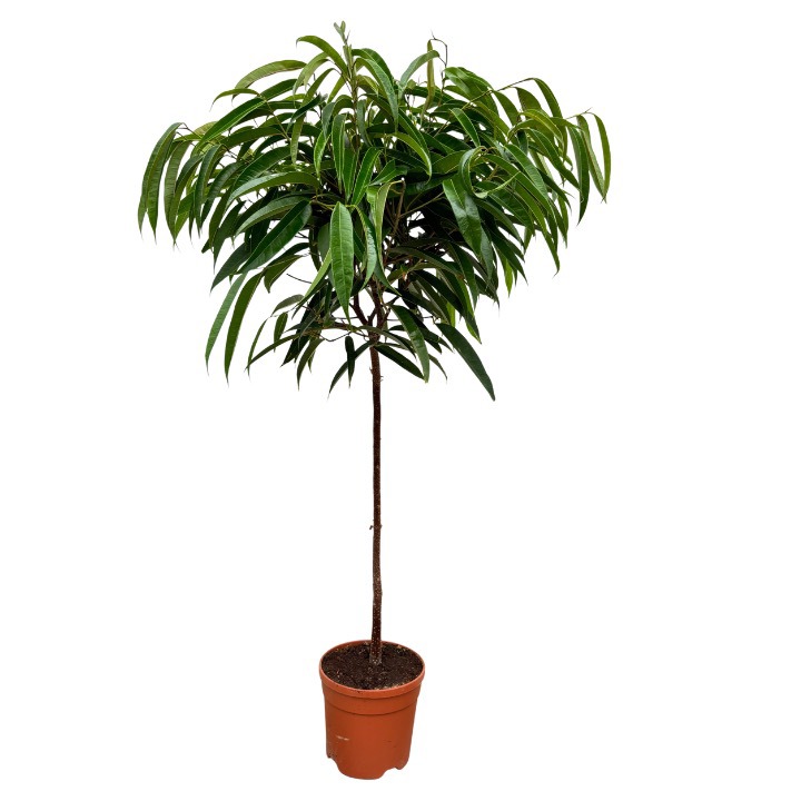 Ficus 'Alii' - 130cm, D 22