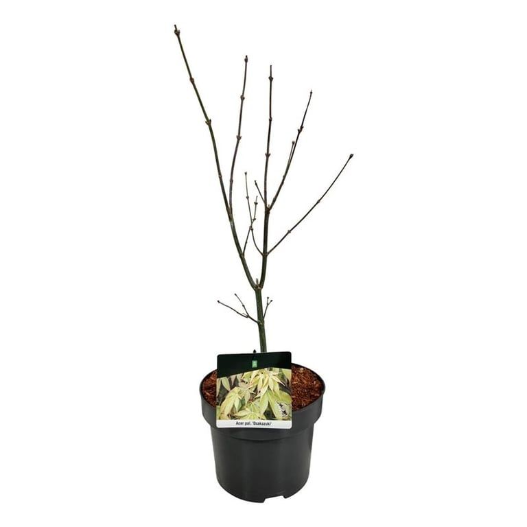Acer pal. 'Osakazuki', D 21