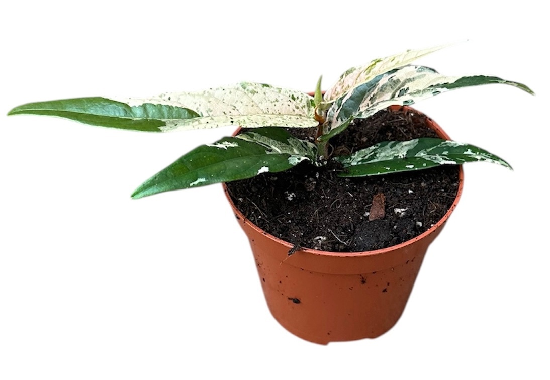 Ficus Sagittata Variegata Pink, D 8