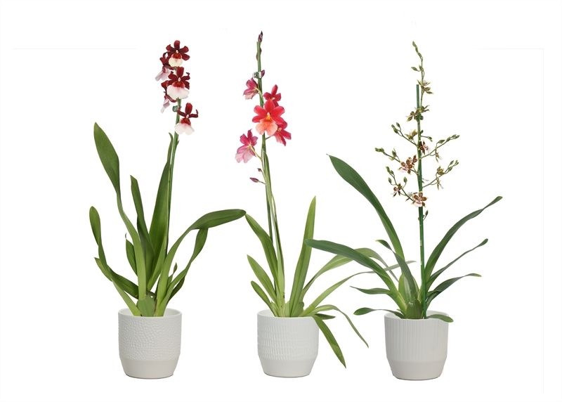 Tirza p12 vanille mix Cambria mix 1T, D 12