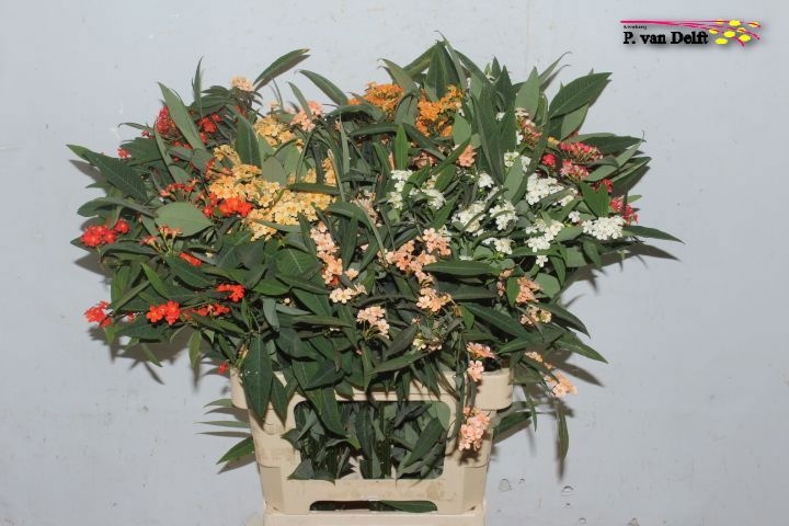 Эуфорбия куст. Микс 70, шт. Эуфорбия куст. Микс 70, шт.