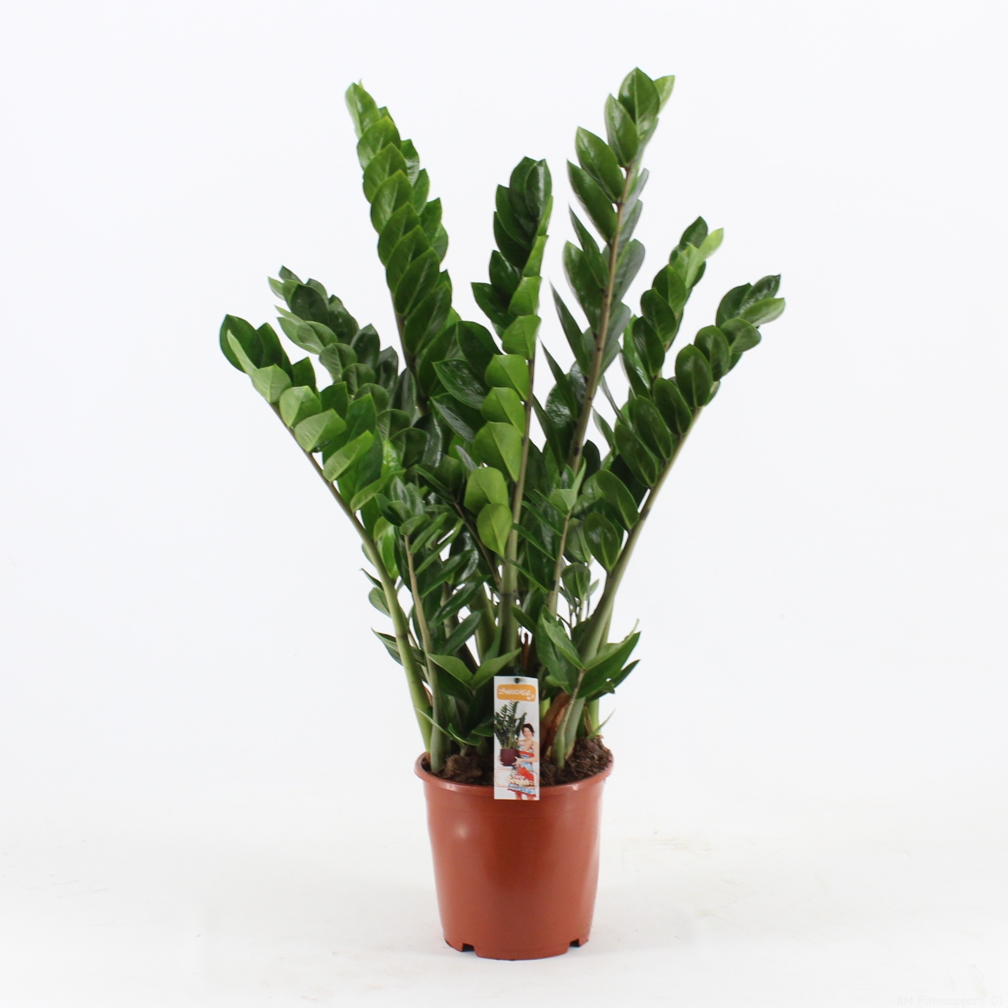 Zamioculcas P27, D 27