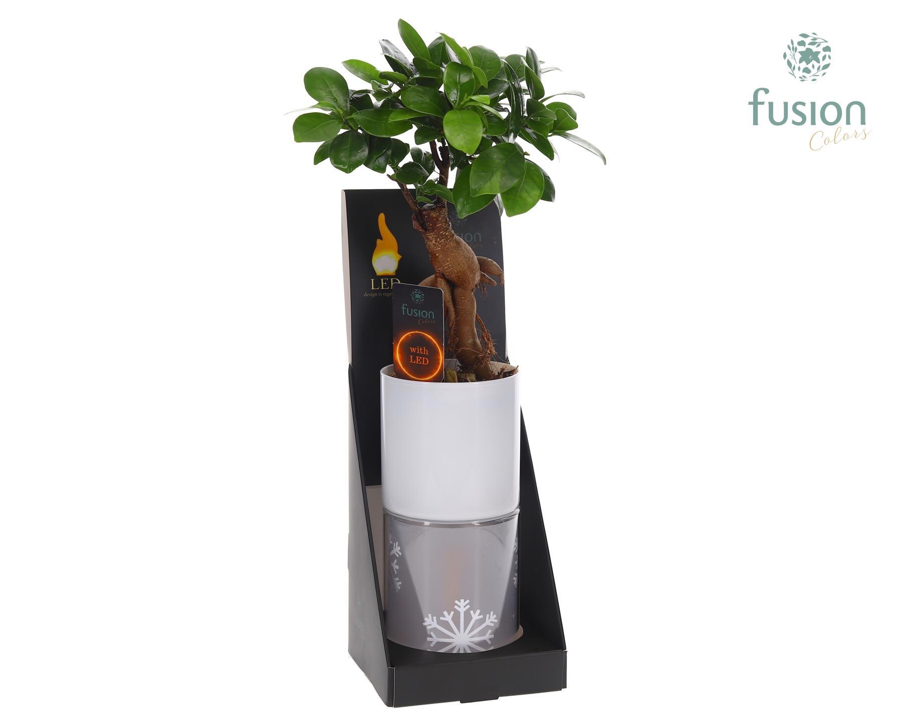 Glas tube Led planter groot met Ficus microcarpa, D 11 cm