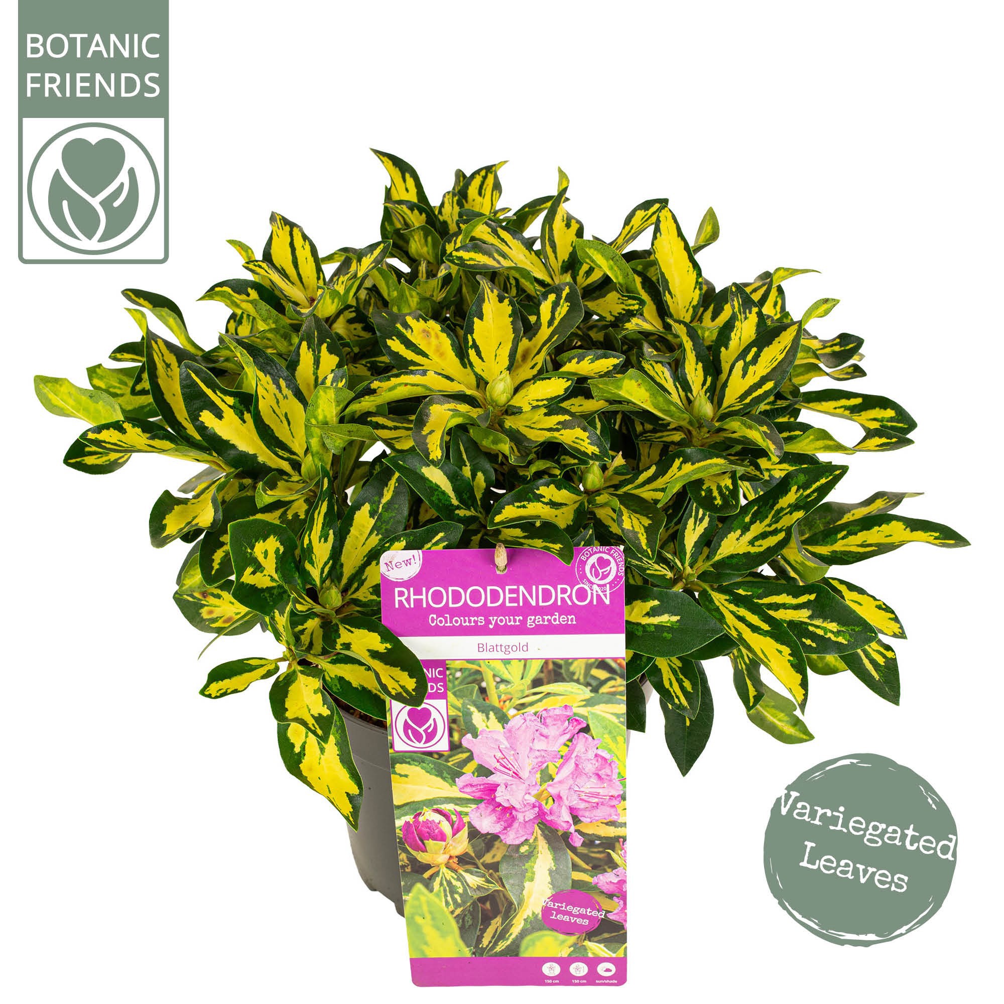 Rhododendron 'Blattgold' ®, D 23