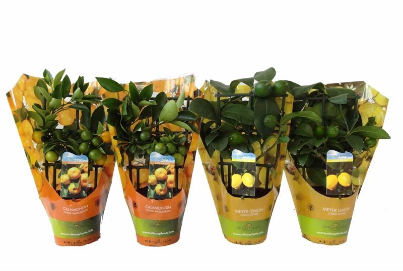 Citrus Mix-Tray 2 Var. trellis in sleeve, D 12