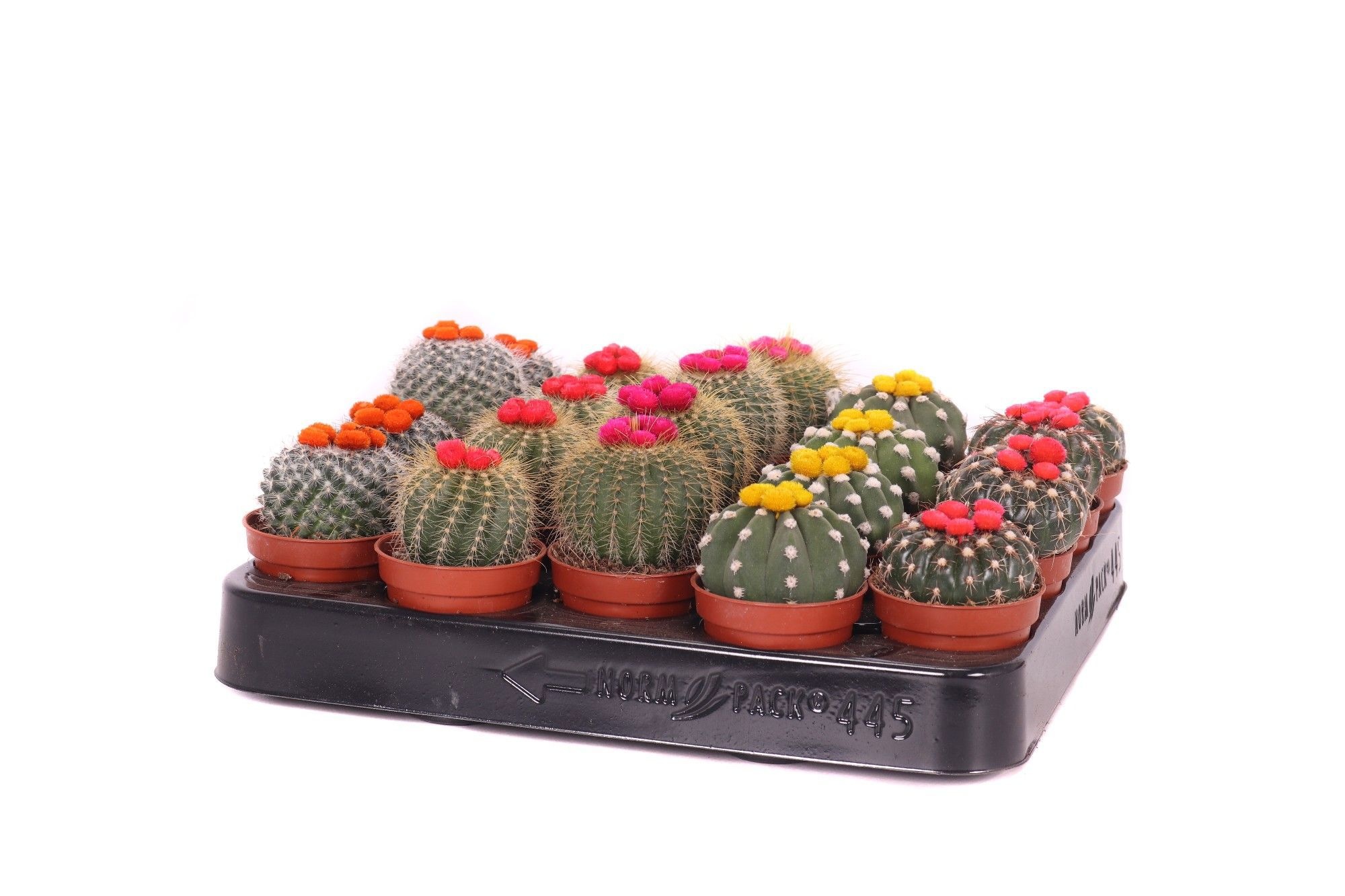 Cactus stro 5,5 cm, D 5,5 cm