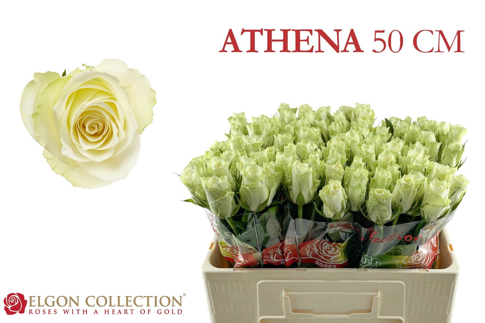 Роза од. Атена 50, шт. Роза од. Атена 50, шт.