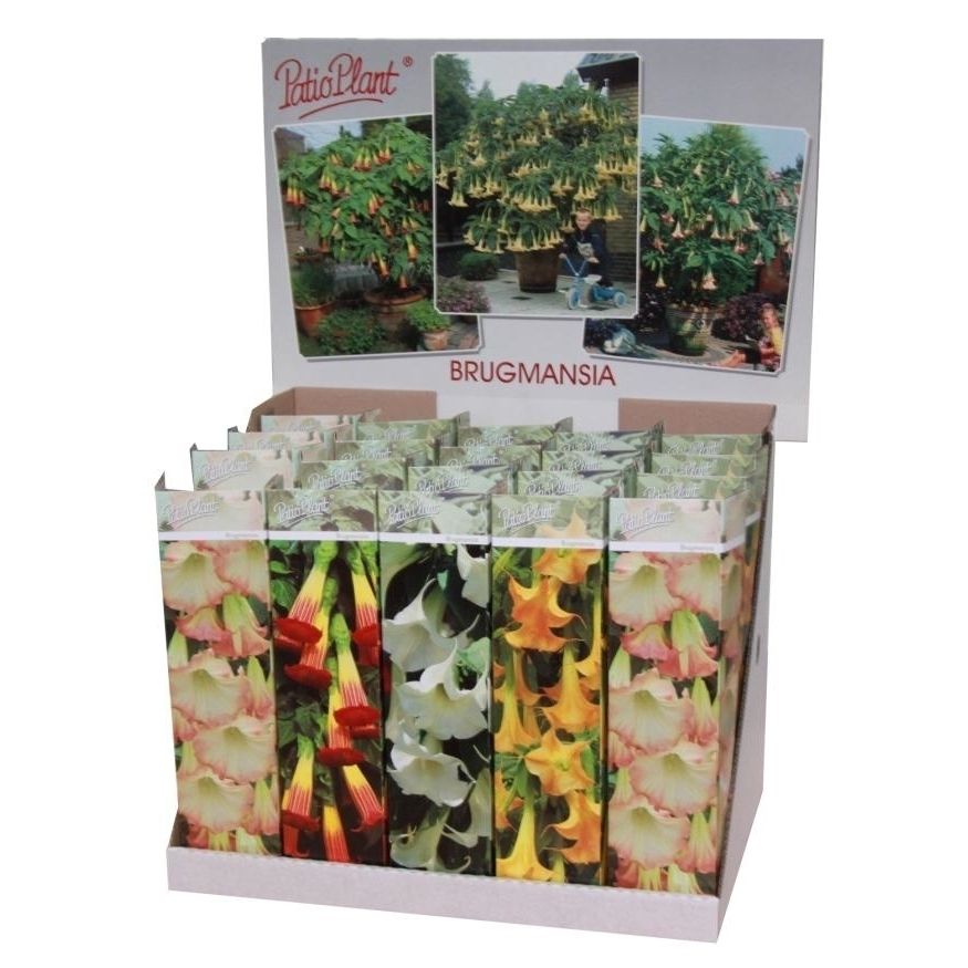 Brugmansia mix, D 9