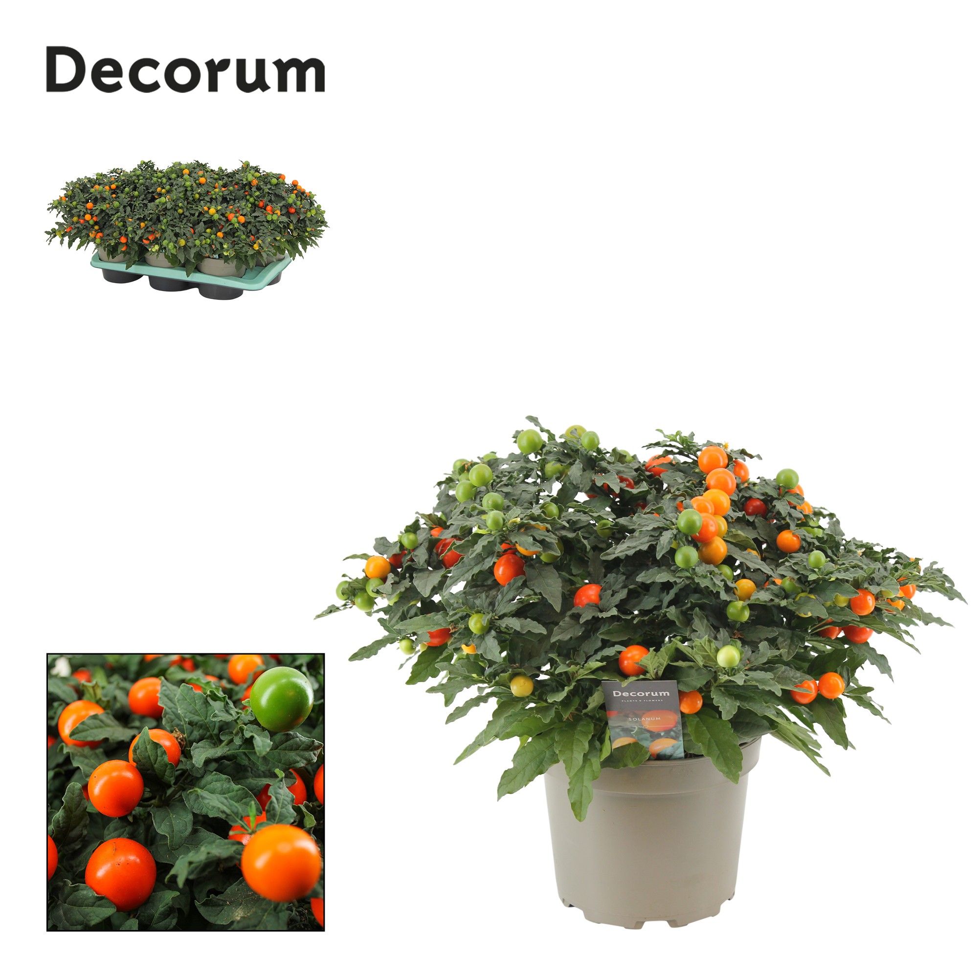 Solanum Pseudocapsicum P 17 Decorum, D 17 cm