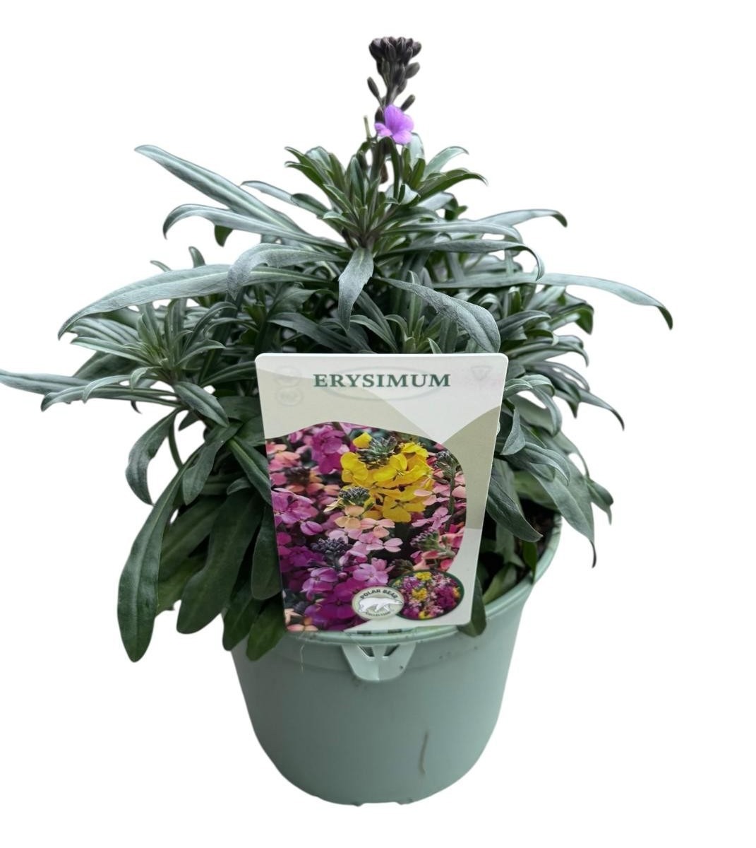 Erysimum 'Bowles Mauve', D 17