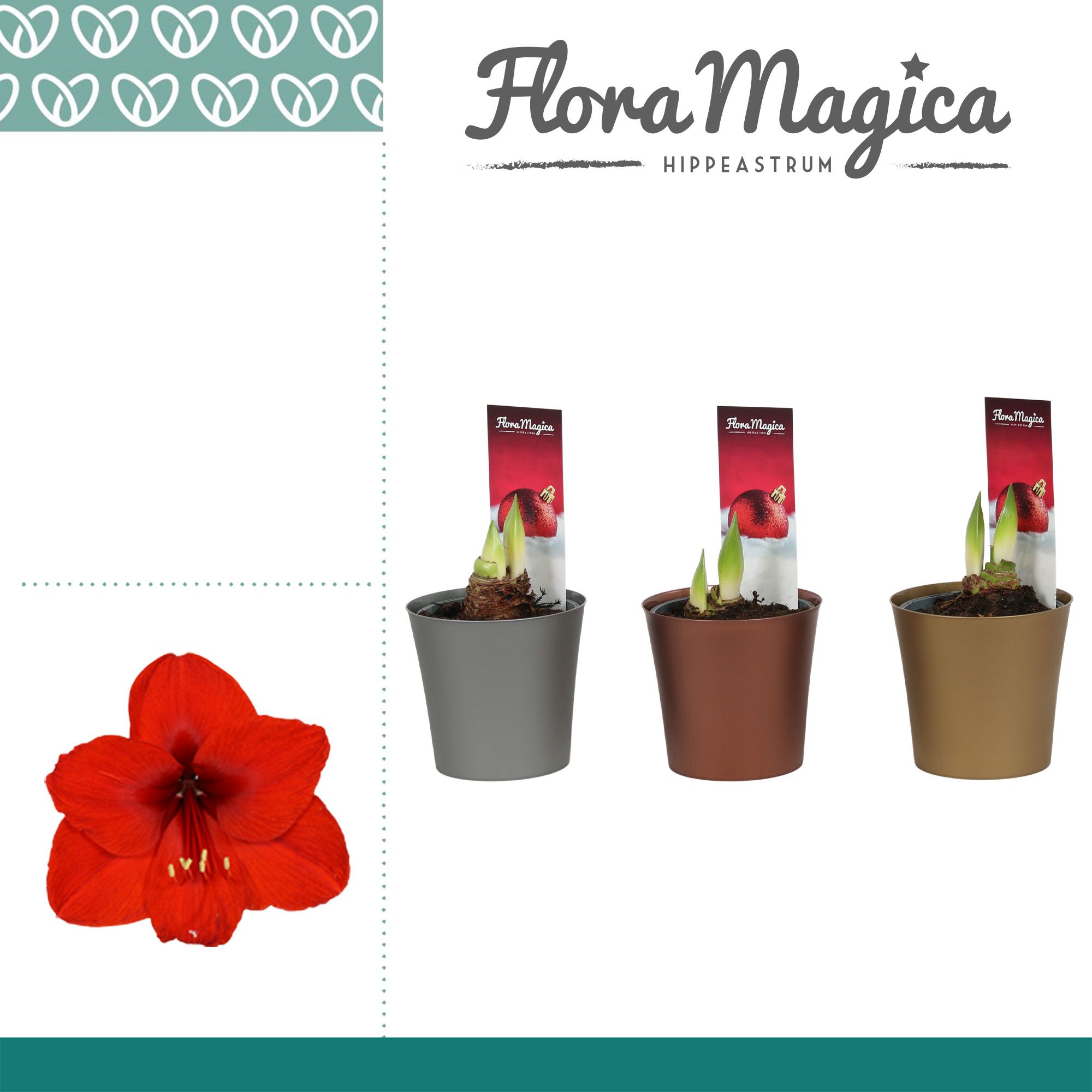 Amaryllis rood 1 Knop Plastic ompot Linge metallic KERST, D 12 cm