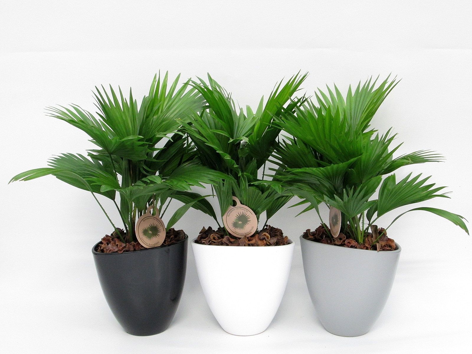 Livistona rotundifolia in avani pot, D 22