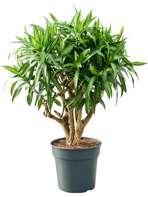 Pleomele (Dracaena) reflexa 'Song of Jamaica', D 27