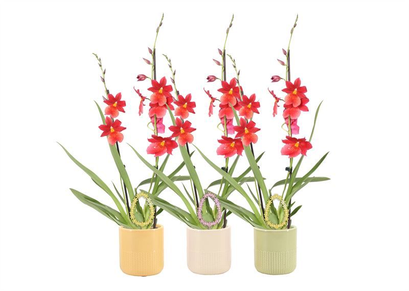 Dolomite p12 Morgan mix Cambria Nelly Isler 2T16+, D 12