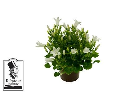 CAMPANU. PORTENSCHLAGIANA 'WHITE GET MEE®', D 6