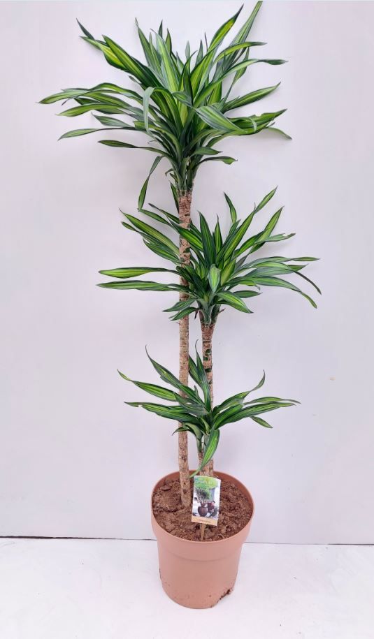 Dracaena Riki 90-60-30, D 27 cm