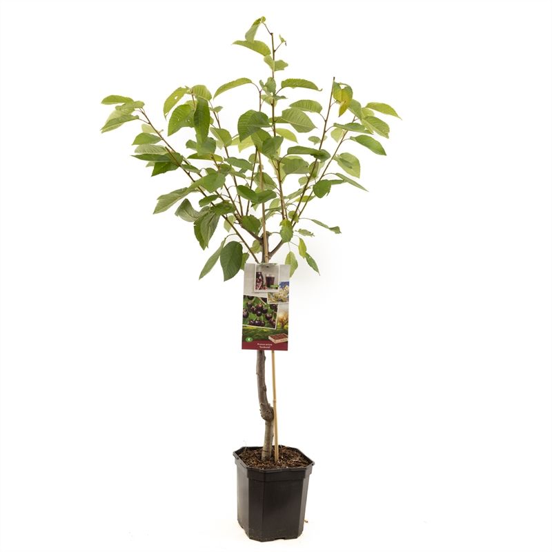 Prunus avium Sunburst laagstam Zoete kers, D 24