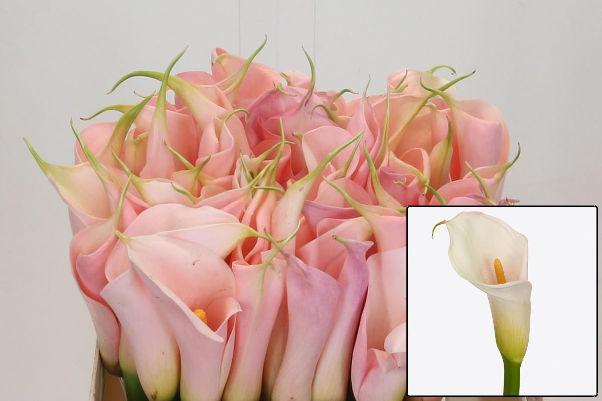 Калла Айдолс Салмон 50, шт.