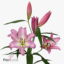 Лилия Мастер 100, шт.