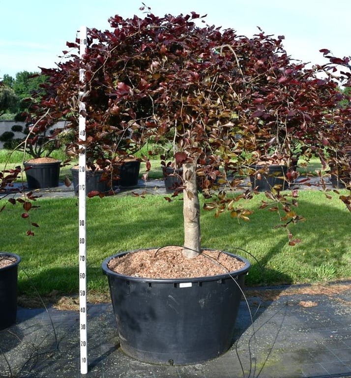 Fagus syl. 'Purpurea Pendula', D 100 cm